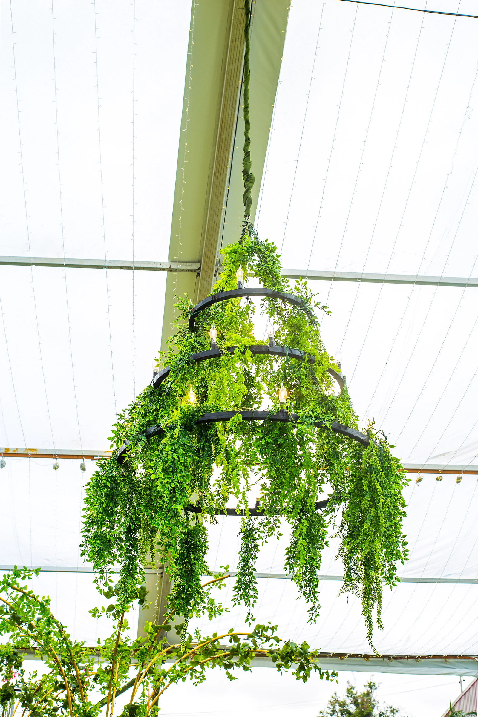 A foliage chandelier with candles hanging from the white ceiling of the marquee.