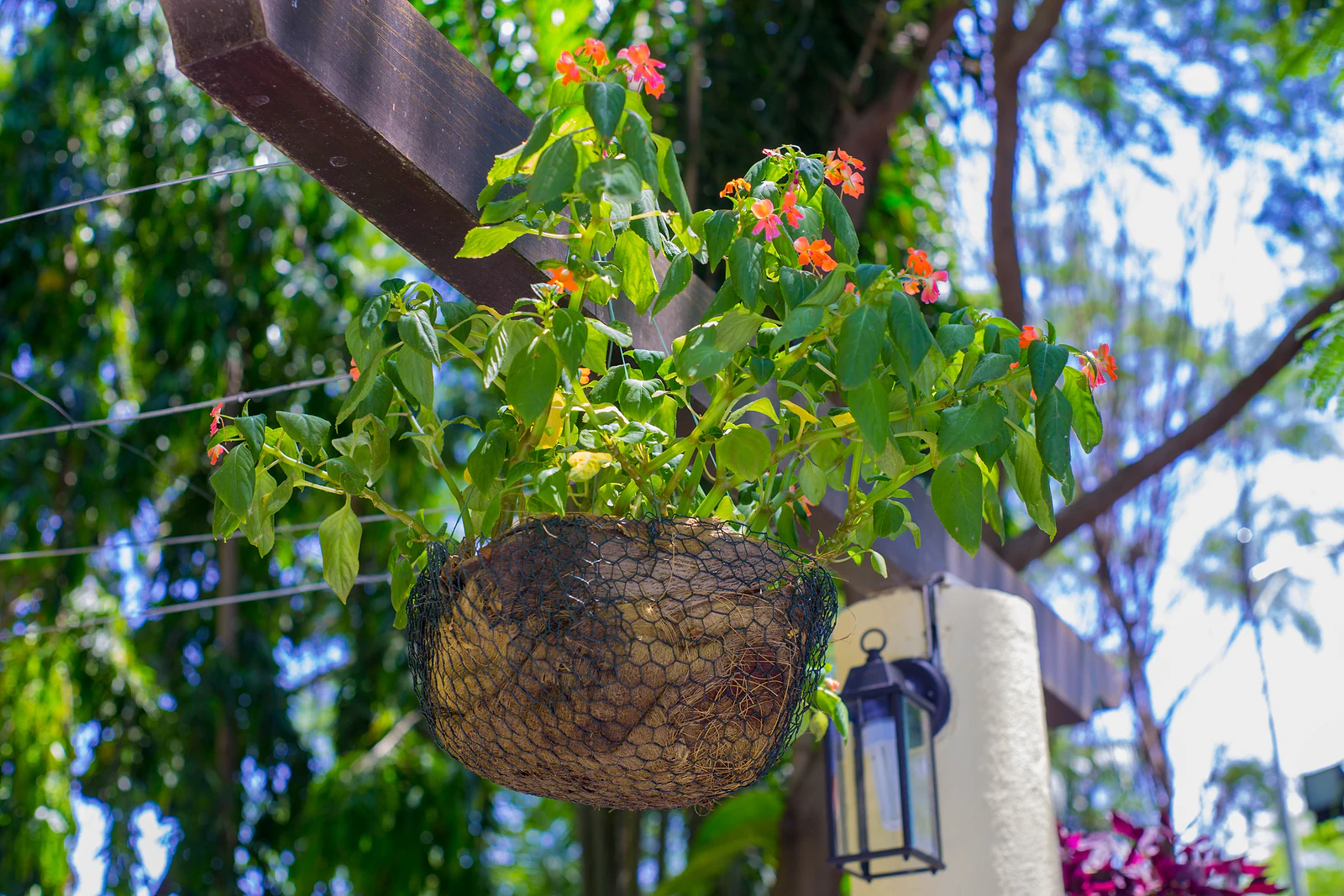 A wire basket hanging from a wooden beam, with an orange-flowered plant and a lantern beside it