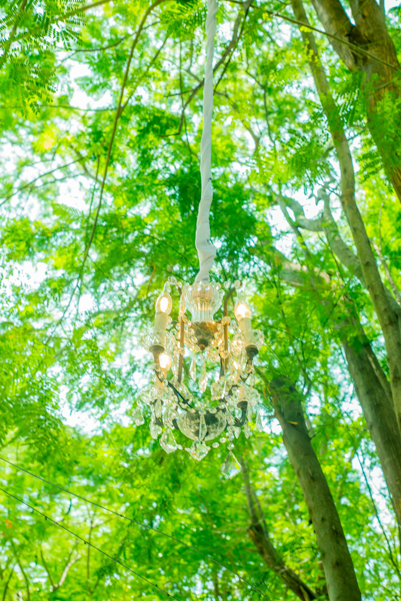 A crystal chandelier hung from a white ribbon among tree branches, seen against the light