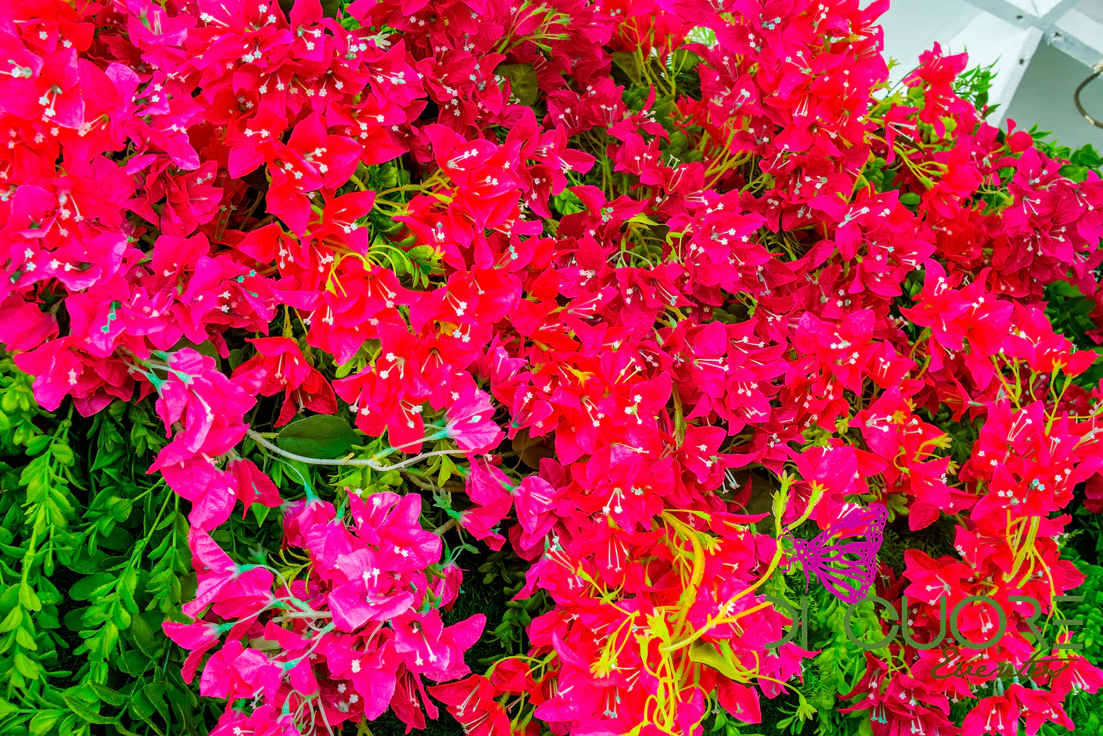 Pormenor de flores cor-de-rosa e fúcsia entre folhagem verde