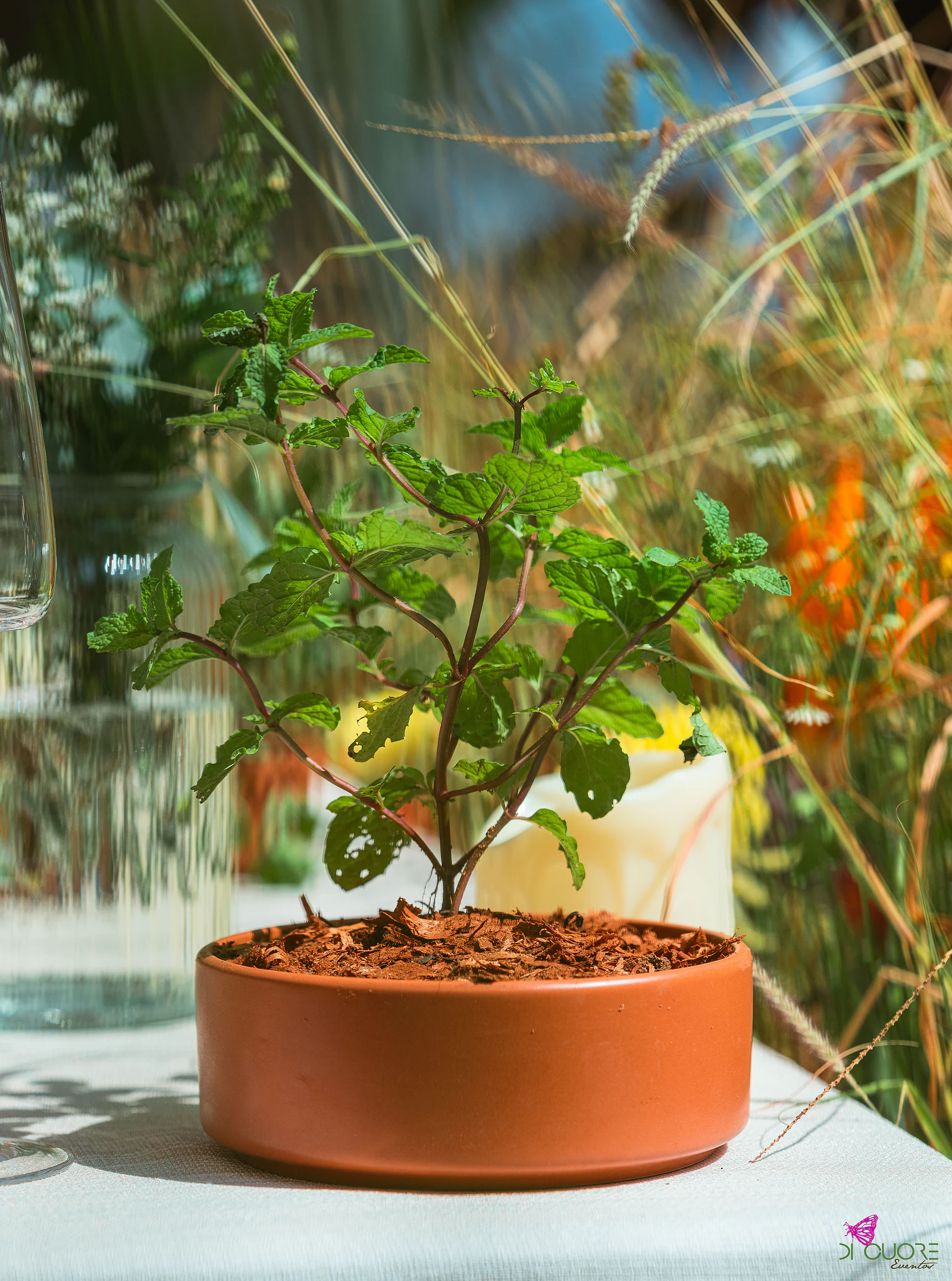 Planta de folhas verdes num vaso de barro baixo sobre a mesa, com capim dourado e flores laranja desfocados ao fundo