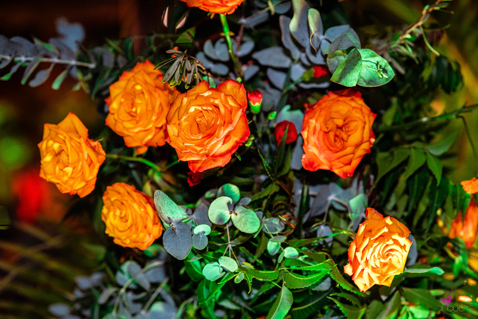 Pormenor de rosas laranja abertas entre eucalipto e folhagem verde, com cravos vermelhos e luz quente ao fundo